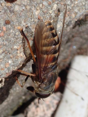 Tabanus sudeticus